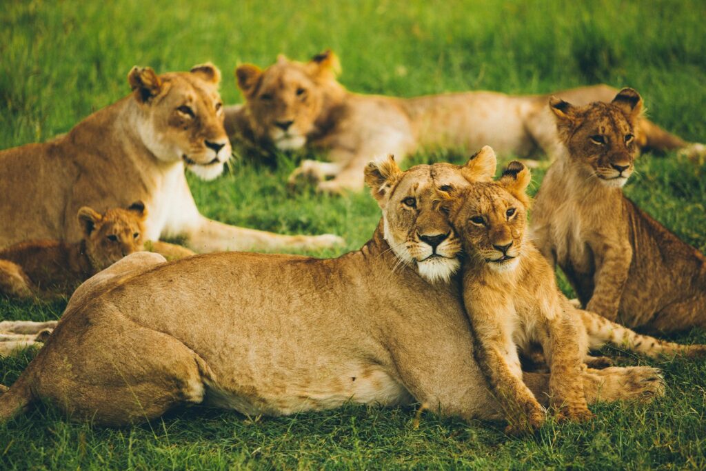 pride of lion on field